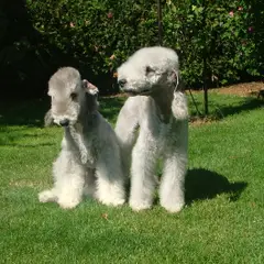 Bedlington Terrier - Photo 7