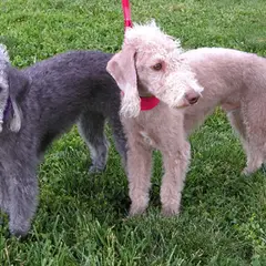 Bedlington Terrier - Photo 9