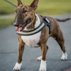 Bull Terrier - Photo 2