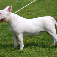 Bull Terrier - Photo 4