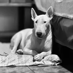 Bull Terrier - Photo 5