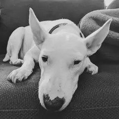 Bull Terrier - Photo 6