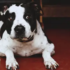 Bull Terrier - Photo 7