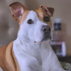 Bull Terrier - Photo 8