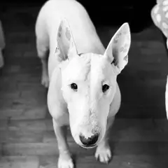 Bull Terrier - Photo 9