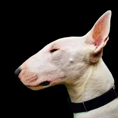 Bull Terrier - Photo 10