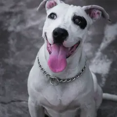 Bull Terrier - Photo 11