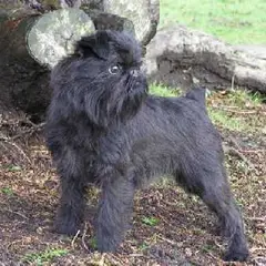 Griffon Belge - Foto 3