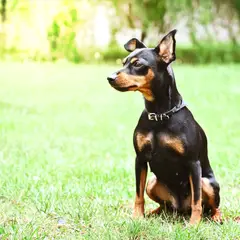 Pinscher - Photo 2