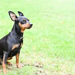 Pinscher - Photo 3