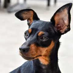Pinscher - Photo 4