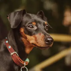 Pinscher - Photo 5