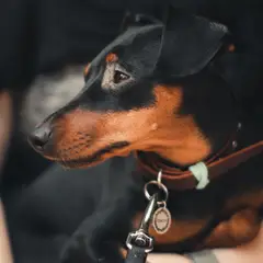Pinscher - Photo 6