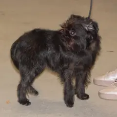 Griffon Belge - Foto 5