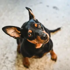 Pinscher - Photo 7