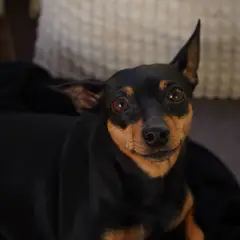 Pinscher - Photo 8