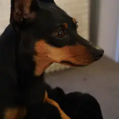 Pinscher - Photo 9