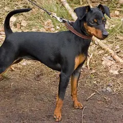 Pinscher - Photo 10