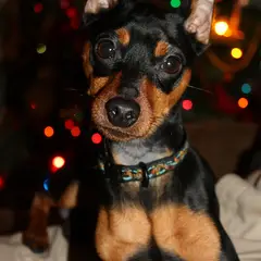 Pinscher - Photo 11