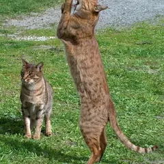 Ocicat - Foto 3