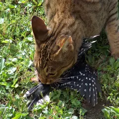 Ocicat - Foto 5