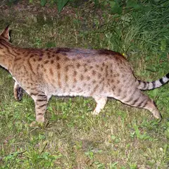 Ocicat - Foto 6