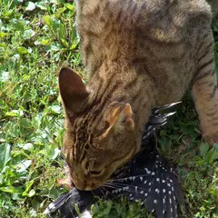 Ocicat - Foto 7