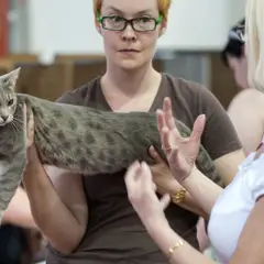 Ocicat - Foto 10