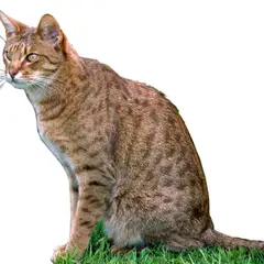 Ocicat - Foto 11