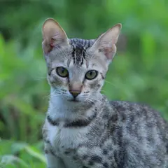 Savannah - Foto 2