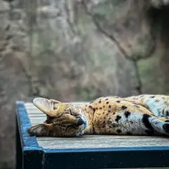 Savannah - Foto 4