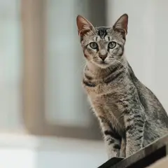 Egyptische Mau - Foto 4