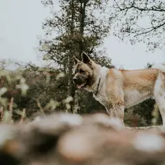 Akita Americano - Foto 1