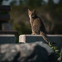 Egyptische Mau - Foto 5