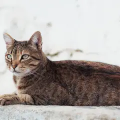 Egyptische Mau - Foto 9