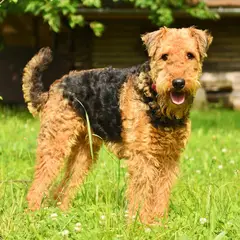 Airedale Terrier - Photo 3