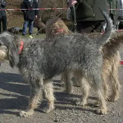 Griffon Nivernais - Photo 1