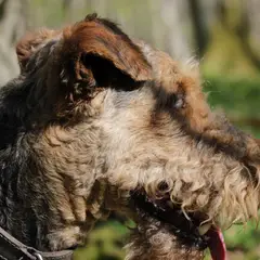 Airedale Terrier - Photo 2