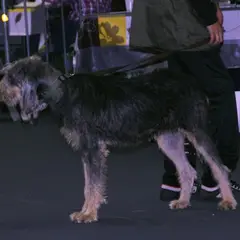 Griffon Nivernais - Photo 5
