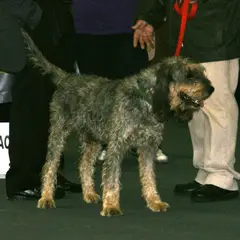 Griffon Nivernais - Photo 6