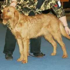 Griffone fulvo di Bretagna - Foto 3