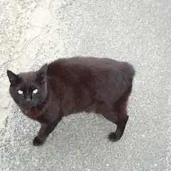 Manx - Foto 8