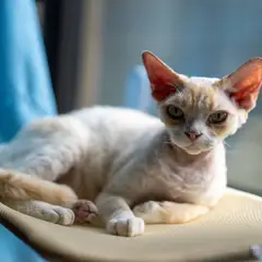 Devon Rex - Photo 1