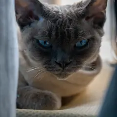Devon Rex - Photo 2