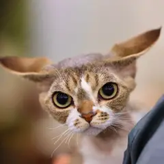 Devon Rex - Photo 3