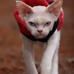 Devon Rex - Photo 5