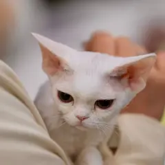 Devon Rex - Photo 6