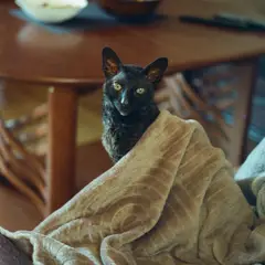 Cornish Rex - Photo 6