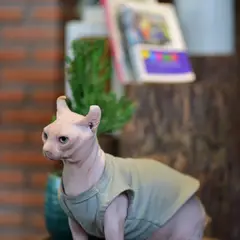 Peterbald - Foto 2