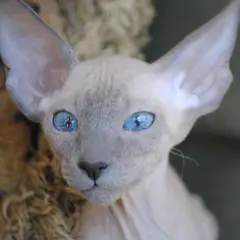 Peterbald - Foto 5
